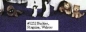 Preview: ALBERTAS-Gießform – neu – Pinguine – Huskys – Walross im 5er-Set – bis 4,1 cm hoch – Sonderangebot