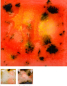 Preview: CG-1002 – Day Lily - MAYCO Jungle Gems ® – Kristallglasur – NONTOXIC – 1.000 bis 1.045 °C - Cone 06 bis Cone 05 – 4oz = 118 ml