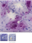 Preview: CG-1006 – Purple Reign - MAYCO Jungle Gems ® – Kristallglasur – NONTOXIC – 1.000 bis 1.045 °C - Cone 06 bis Cone 05 – 4oz = 118 ml