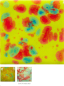 Preview: CG-1009 – Cherry Limeade - MAYCO Jungle Gems ® – Kristallglasur – NONTOXIC – 1.000 bis 1.045 °C - Cone 06 bis Cone 05 – 16oz = 472 ml