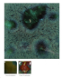 Preview: CG-713 – Peacock Green – MAYCO Jungle Gems ® – Kristallglasur – NONTOXIC – 1.000 bis 1.045 °C - Cone 06 bis Cone 05 – 16oz = 472 ml