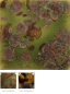Preview: CG-716 – Pagoda Green - MAYCO Jungle Gems ® – Kristallglasur – NONTOXIC – 1.000 bis 1.045 °C - Cone 06 bis Cone 05 – 16oz = 472 ml