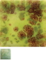 Preview: CG-717 – Pistachio - MAYCO Jungle Gems ® – Kristallglasur – NONTOXIC – 1.000 bis 1.045 °C - Cone 06 bis Cone 05 – 4oz = 118 ml