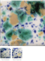 Preview: CG-722 – Seawind - MAYCO Jungle Gems ® – Kristallglasur – NONTOXIC – 1.000 bis 1.045 °C - Cone 06 bis Cone 05 – 16oz = 472 ml