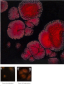 Preview: CG-779 – Black Opal - MAYCO Jungle Gems ® – Kristallglasur – NONTOXIC – 1.000 bis 1.045 °C - Cone 06 bis Cone 05 – 4oz = 118 ml