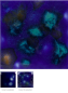 Preview: CG-958 – Lagoon Blue –  MAYCO Jungle Gems ® – Kristallglasur – NONTOXIC – 1.000 bis 1.045 °C - Cone 06 bis Cone 05 – 16oz = 472 ml