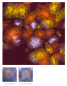 Preview: CG-969 – Floral Fantasy – MAYCO Jungle Gems ® – Kristallglasur – NONTOXIC – 1.000 bis 1.045 °C - Cone 06 bis Cone 05 – 16oz = 472 ml