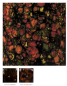 Preview: CG-970 – Masquerade – MAYCO Jungle Gems ® – Kristallglasur – NONTOXIC – 1.000 bis 1.045 °C - Cone 06 bis Cone 05 – 16oz = 472 ml