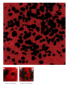 Preview: CG-984 – Ladybug – MAYCO Jungle Gems ® – Kristallglasur – NONTOXIC – 1.000 bis 1.045 °C - Cone 06 bis Cone 05 – 16oz = 472 ml