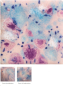 Preview: CG-998 – Pink Pixie - MAYCO Jungle Gems ® – Kristallglasur – NONTOXIC – 1.000 bis 1.045 °C - Cone 06 bis Cone 05 – 4oz = 118 ml
