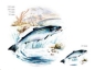 Preview: Keramik-Tasse - Becher mit Wunschname – Motiv: 1 x Fisch / Forelle