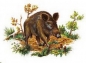Preview: Decal – Wildschwein – Wild Boar – 45 x 65 mm