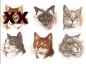 Preview: Decals – Katzen – 5er-Set –je 70 mm