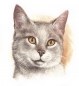 Preview: Decals – Katzen – 5er-Set –je 70 mm