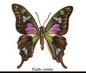 Preview: Keramik-Tasse  - Becher mit Wunschname – Motiv: 1 x Schmetterling 75 mm