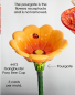 Preview: ClayMagic-Gießform - neu – GB Posy Bee Cup – Bienentränke im 3er-Set – je 12,7 x 8,25 cm - USA