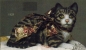 Preview: SCIOTO-Gießform - neu – liegende Katze – 35 cm lang - USA