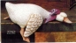 Preview: SCIOTO-Gießform - neu – Regal-Ente – schlafend – 21,5 cm lang – USA