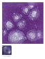 Preview: S-2723 – Grape Divine – MAYCO Jungle Gems ® – Kristallglasur – NONTOXIC – 1.000 bis 1.045 °C - Cone 06 bis Cone 05 – 16oz = 472 ml