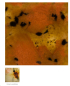 Preview: S-2725 – Safari – MAYCO Jungle Gems ® – Kristallglasur – NONTOXIC – 1.000 bis 1.045 °C - Cone 06 bis Cone 05 – 16oz = 472 ml