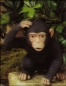 Preview: SCIOTO-Gießform - neu – Large Scratching Monkey – Affe – 18 cm hoch - USA