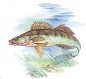 Preview: Keramik-Tasse - Becher mit Wunschname – Motiv: 1 x Fisch – Zander