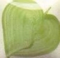 Preview: EZ Stroke - Leaf Green - 29,5 ml - Unterglasurfarbe von DUNCAN - Best of DUNCAN