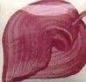 Preview: EZ Stroke - Wine Berry - 29,5 ml - Unterglasurfarbe von DUNCAN / MAYCO