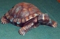 Preview: SCIOTO-Gießform - neu – Schildkröte mittel - 23 cm lang - USA