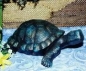 Preview: SCIOTO-Gießform - neu – Schildkröte mittel - 23 cm lang - USA