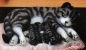 Preview: SCIOTO-Gießformen (3) - neu – Katzenmutter mit Kindern – 23 cm lang – USA