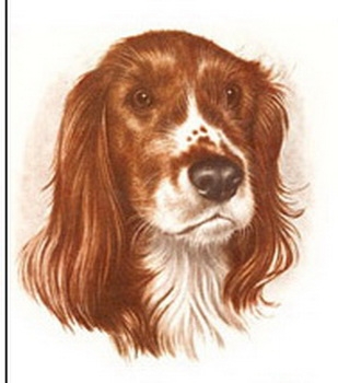 Decal – Hund – Cocker Spaniel – 100 mm