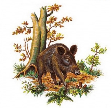 Decal – Wildschwein – Wild Boar – 95 x 90 mm