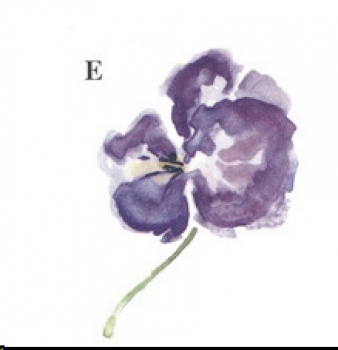 Decal – PANSY – 77 x 50 mm