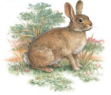 Decals – Kaninchen – Rabbit – 75 mm