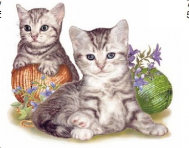 Decal – CUTE KITTENS – 75 mm - Katzen – 75 mm