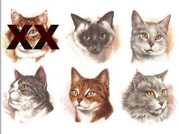 Decals – Katzen – 5er-Set –je 70 mm