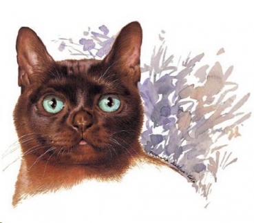 Decal – Katze – Cat – 65 mm