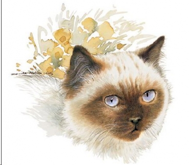 Decal – Katze – Rag Doll – 65 mm