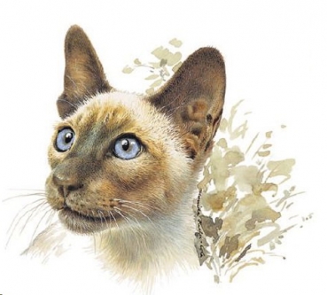 Decal – Katze – Siam – 105 mm