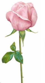 Decal – Pink Rose – 195 x 90 mm