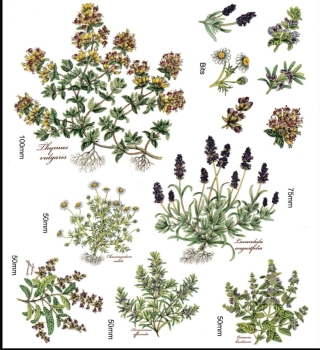 Decals – Herbs – Kräuter - 12er-Set – bis 10 cm