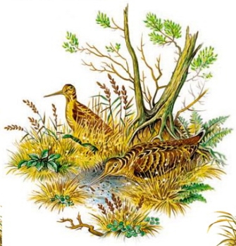 Decal – Schnepfen – Snipe – 80 mm