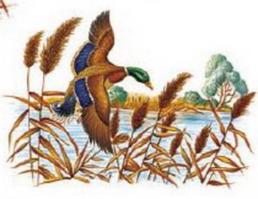 Decal – Stockente – Mallard – 45 x 65 mm