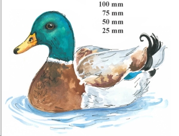 Decal – Stockente – Mallard – 50 mm