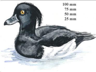 Decal – Reiherente – Tufted Duck – 50 mm