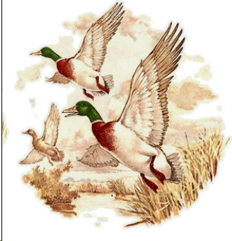 Decal – Wasservögel – Water Birds – 70 mm