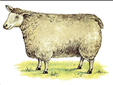 Decal – Schaf – Sheep – 36 x 26 mm
