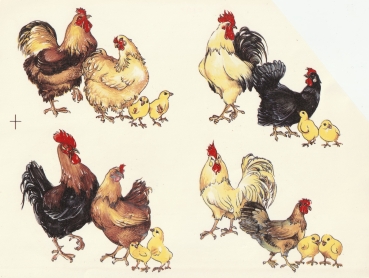 Decal – Hühnerfamilien im 4er-Set – je 100 mm