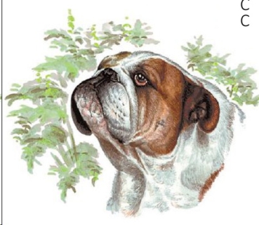 Decal – Hund – Bulldogge – 120 mm